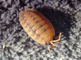 Attēlu rezultāti vaicājumam “Porcellio scaber”