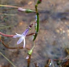 Attēlu rezultāti vaicājumam “Lobelia dortmanna flower”