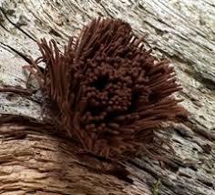 Attēlu rezultāti vaicājumam “Stemonitis flavogenita”