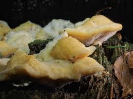 Attēlu rezultāti vaicājumam “Climacocystis borealis”