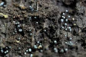 Attēlu rezultāti vaicājumam “Cribraria martinii macro”