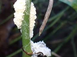 Attēlu rezultāti vaicājumam “Didymium spongiosum”