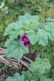 Image result for Malva sylvestris var. mauritiana