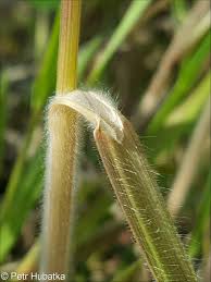 Attēlu rezultāti vaicājumam “Bromus hordeaceus subsp. hordaceus fruit”