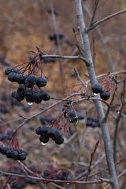 Attēlu rezultāti vaicājumam “Aronia melanocarpa fruit”