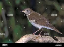 Image result for Catharus minimus