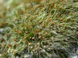 Attēlu rezultāti vaicājumam “Pleuridium subulatum”