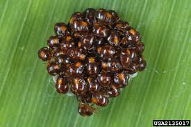 Attēlu rezultāti vaicājumam “Badhamia nitens macro”