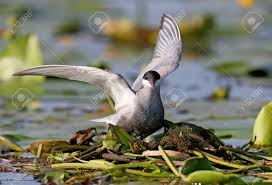 Attēlu rezultāti vaicājumam “Chlidonias hybrida adult”