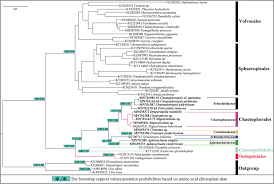 Attēlu rezultāti vaicājumam “Chaetophora pisiformis”