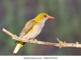 Attēlu rezultāti vaicājumam “Oriolus oriolus”