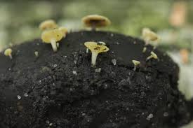 Attēlu rezultāti vaicājumam “Hymenoscyphus fructigenus”