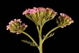 Attēlu rezultāti vaicājumam “Achillea millefolium bud”