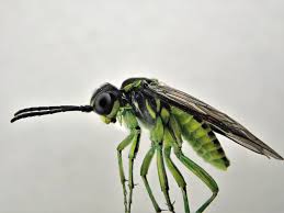 Attēlu rezultāti vaicājumam “Tenthredo scrophulariae exuvia”