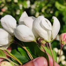 Attēlu rezultāti vaicājumam “Malus mandshurica”