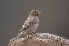 Attēlu rezultāti vaicājumam “Carpodacus erythrinus”