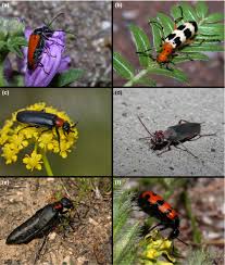 Attēlu rezultāti vaicājumam “Meloe sp. imago”