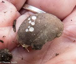 Attēlu rezultāti vaicājumam “Hymenoscyphus fructigenus var. coryli”