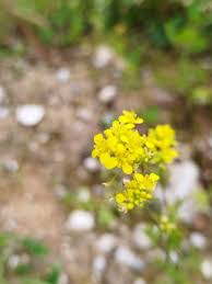 Attēlu rezultāti vaicājumam “Rorippa sylvestris flower”