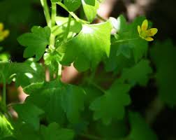 Attēlu rezultāti vaicājumam “Saxifraga cymbalaria”