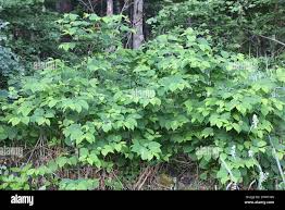 Attēlu rezultāti vaicājumam “Reynoutria japonica”