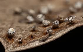 Attēlu rezultāti vaicājumam “Craterium aureonucleatum”