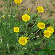 Image result for Färberkamille