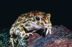 Attēlu rezultāti vaicājumam “Pseudepidalea viridis”