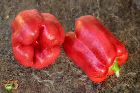 Afbeeldingsresultaat voor yolo wonder sweet pepper