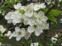 Attēlu rezultāti vaicājumam “Prunus domestica subsp. domestica leaf”