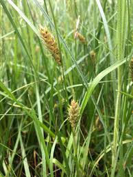 Attēlu rezultāti vaicājumam “Carex hirta”