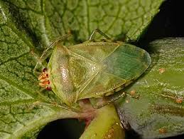 Attēlu rezultāti vaicājumam “Elasmucha grisea”