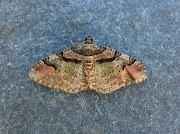 Attēlu rezultāti vaicājumam “Catarhoe rubidata”