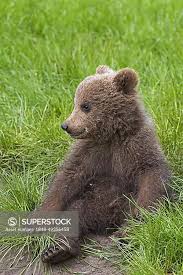 Attēlu rezultāti vaicājumam “Ursus arctos”