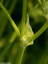 Attēlu rezultāti vaicājumam “Trifolium hybridum flower”