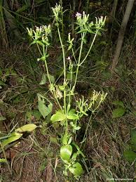 Image result for Centaurium erythraea