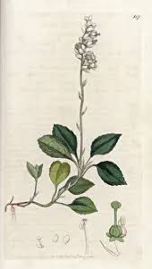 Attēlu rezultāti vaicājumam “Orthilia secunda”