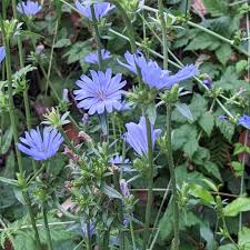 Attēlu rezultāti vaicājumam “Cichorium intybus flower”