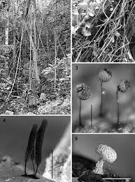 Attēlu rezultāti vaicājumam “Collaria arcyrionema spores”