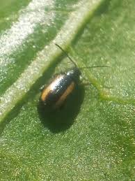 Attēlu rezultāti vaicājumam “Phyllotreta sp.”