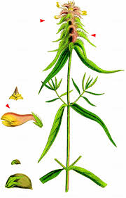 Attēlu rezultāti vaicājumam “Melampyrum cristatum”