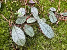 Attēlu rezultāti vaicājumam “Hieracium vulgatum leaf”