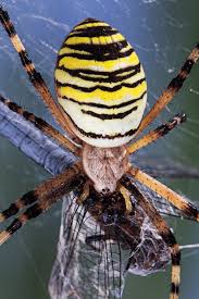 Attēlu rezultāti vaicājumam “Araneidae”