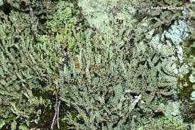 Attēlu rezultāti vaicājumam “Cladonia squamosa”