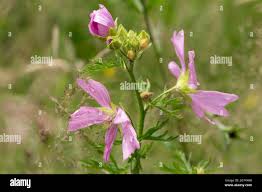 Attēlu rezultāti vaicājumam “Malva moschata leaf”