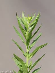 Attēlu rezultāti vaicājumam “Erysimum cheiranthoides leaf”