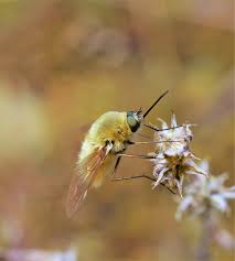 Attēlu rezultāti vaicājumam “Bombyliidae”