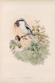 Attēlu rezultāti vaicājumam “Lanius excubitor”