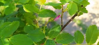 Attēlu rezultāti vaicājumam “Rosa glabrifolia”