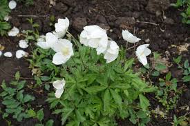 Attēlu rezultāti vaicājumam “Anemone sylvestris leaf”